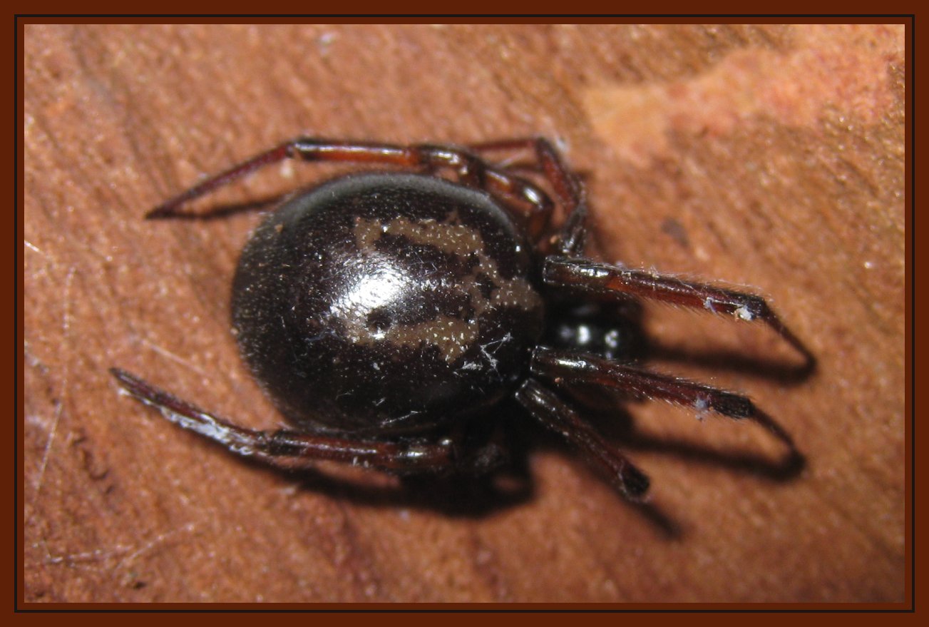Steatoda nobilis